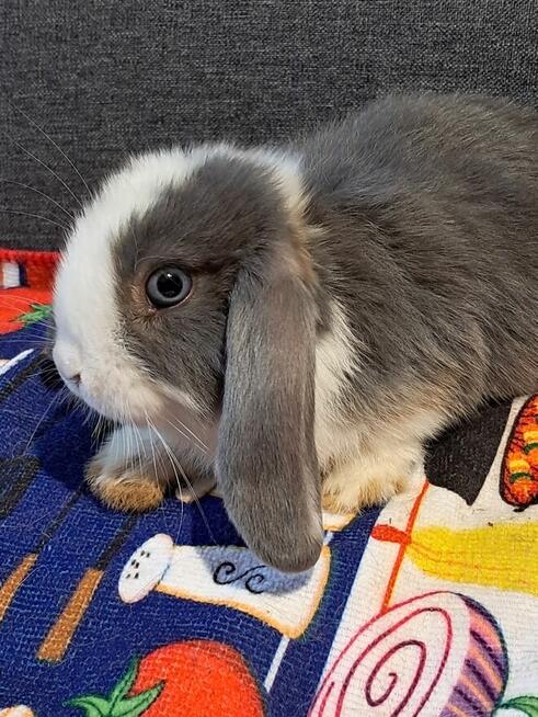 Baranki mini lop niebieskie