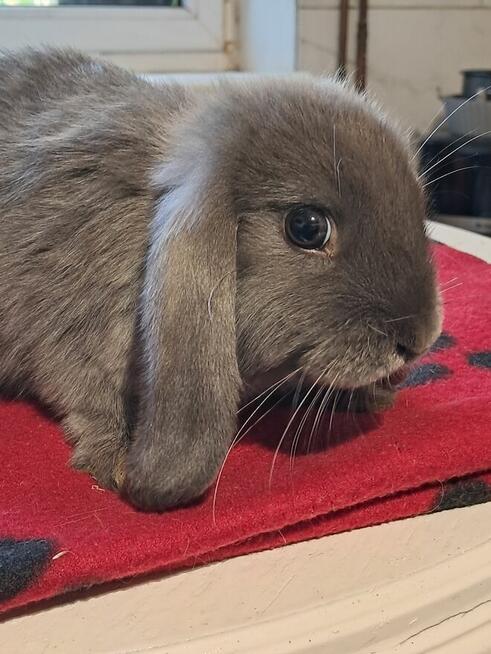 Baranki mini lop niebieskie