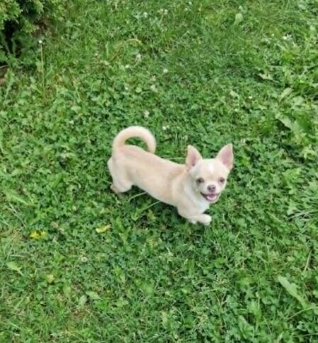 Chihuahua śliczna kremowo biała suczka