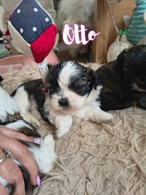 Shih-Tzu zachodniopomorskie