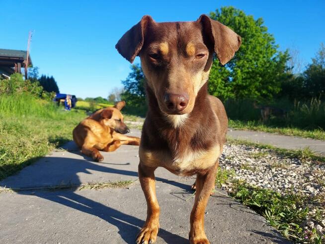 Adoptuj Tomasza - pilnie szuka najlepszego domu