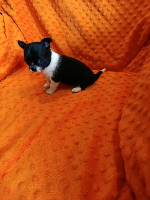 Urocza suczka chihuahua szuka kochającego domu!