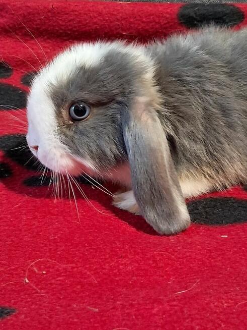 Baranki mini lop