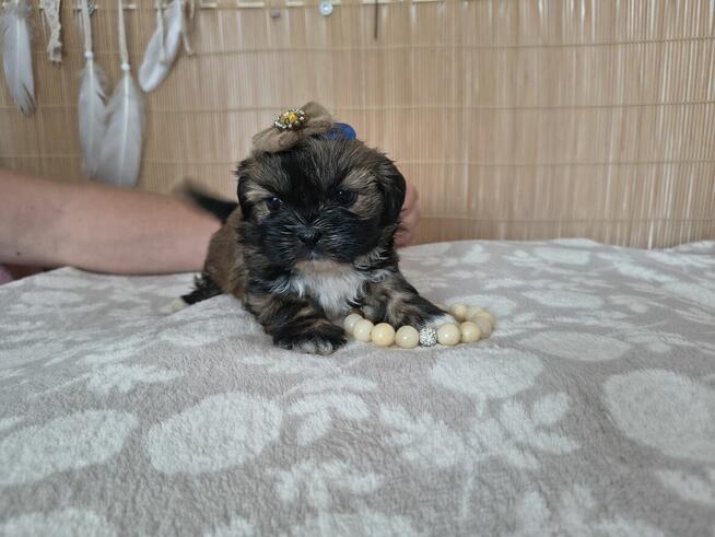Shih-Tzu zachodniopomorskie
