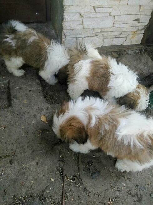 pieski Shih Tzu 2 chlopców i dziewczynka