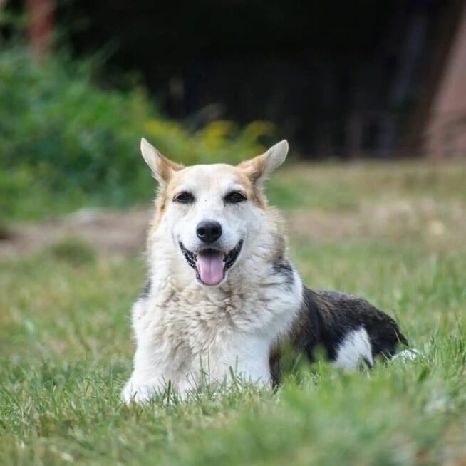Jacky wyjątkowy pies do adopcji