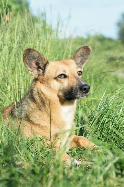 Edi poleca się do adopcji - przyjaźni na zawsze