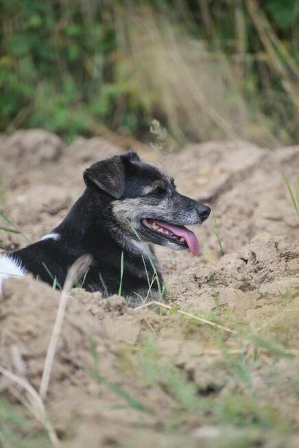 Adopcja Wandy - pilnie poszukiwany kochający dom