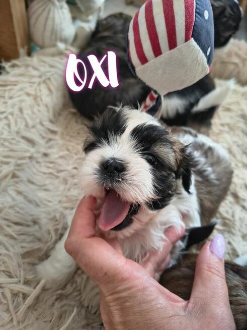 Shih-Tzu zachodniopomorskie