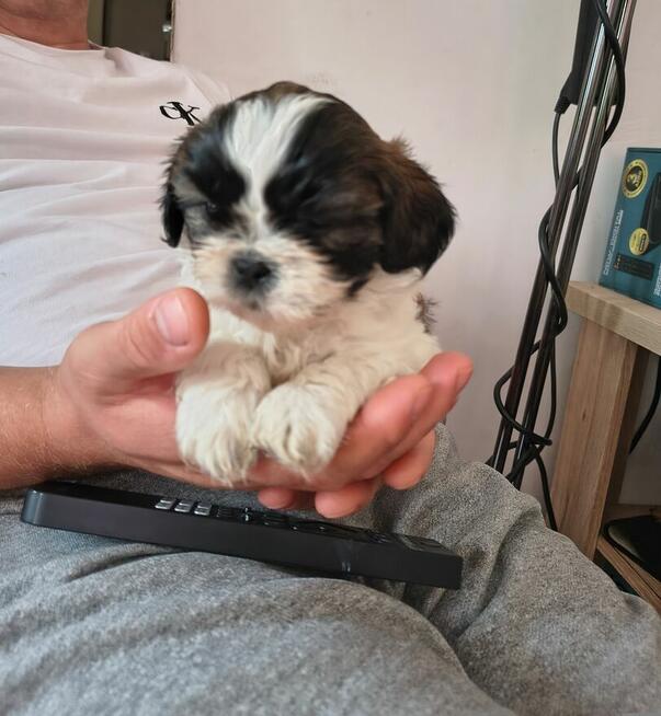 Shih-Tzu zachodniopomorskie