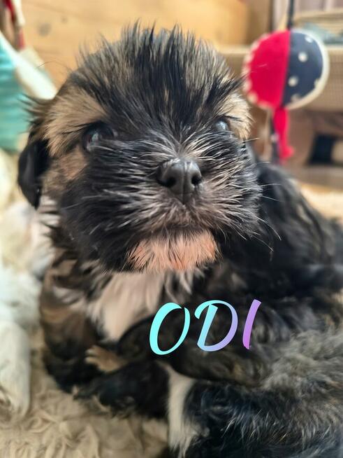 Shih-Tzu zachodniopomorskie