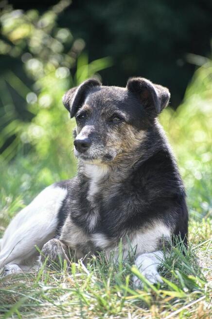 Adopcja Wandy - pilnie poszukiwany kochający dom