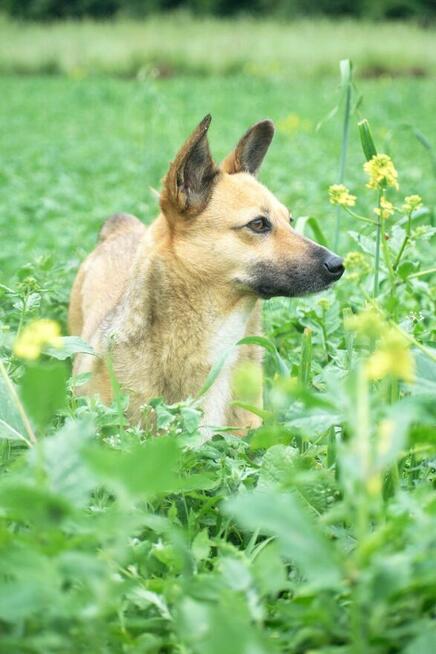 Edi poleca się do adopcji - przyjaźni na zawsze