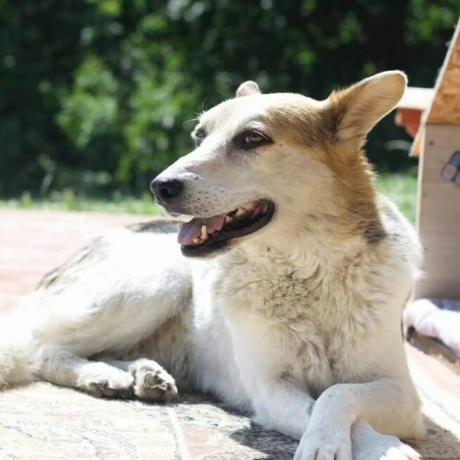 Jacky wyjątkowy pies do adopcji