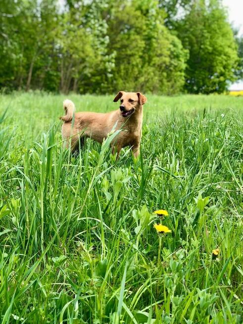 Gaja - ciekawa suczka potrzebuje człowieka
