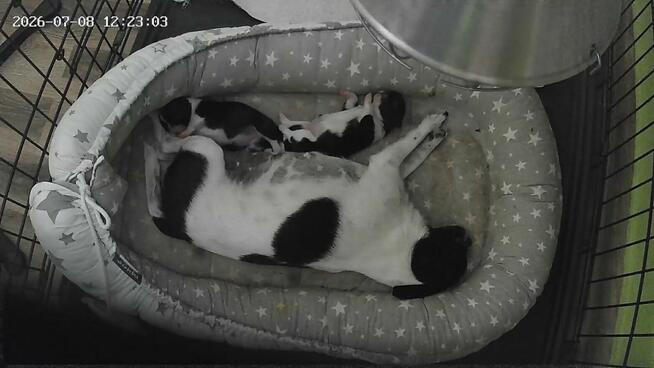 Urocza suczka chihuahua szuka kochającego domu!
