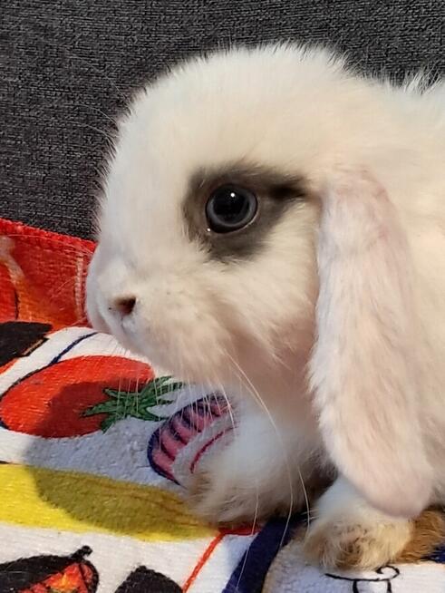 Baranki mini lop