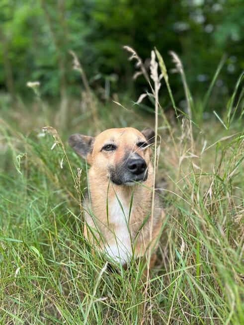 Edi poleca się do adopcji - przyjaźni na zawsze