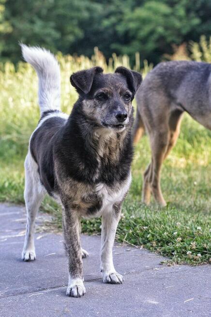 Adopcja Wandy - pilnie poszukiwany kochający dom