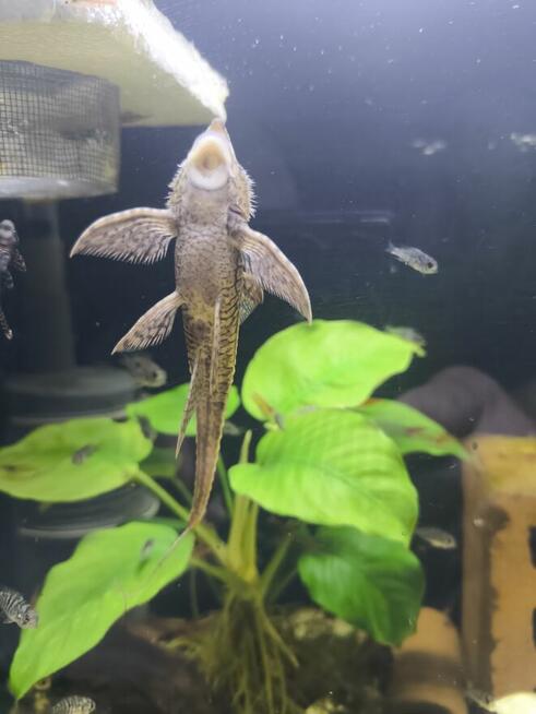 Sturisoma aureum. Samce. SZYBKA WYSYŁKA