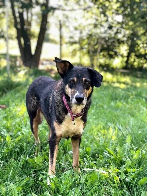 Roxi poszukuje swojego człowieka