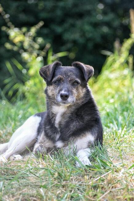 Adopcja Wandy - pilnie poszukiwany kochający dom