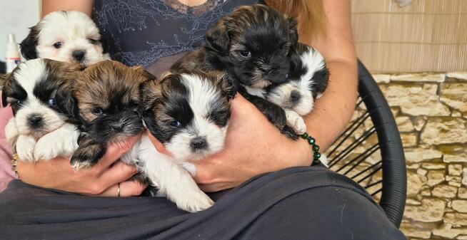 Shih-Tzu zachodniopomorskie