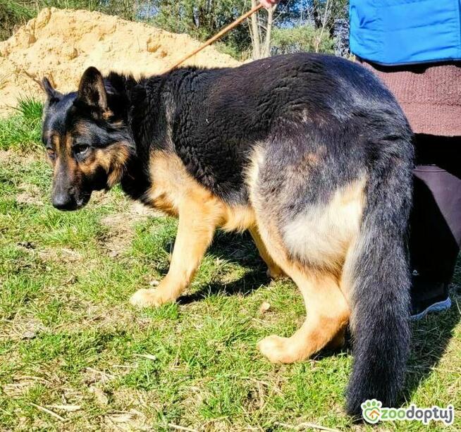 HUGO - oddany psiak w typie owczarka szuka domu