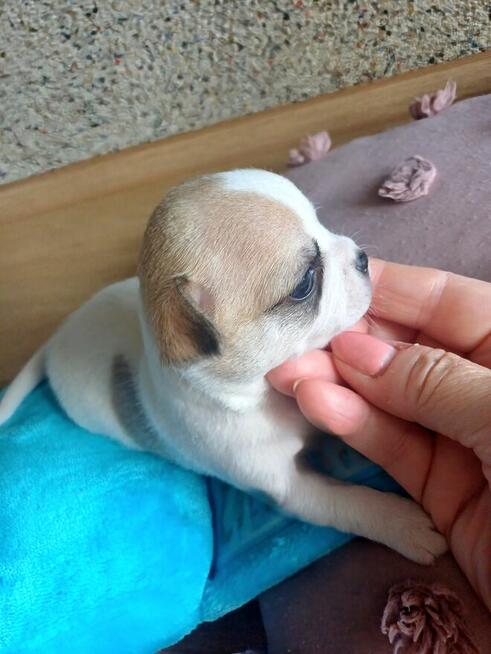Przepiękna Maleńka Dziewczynka Chihuahua