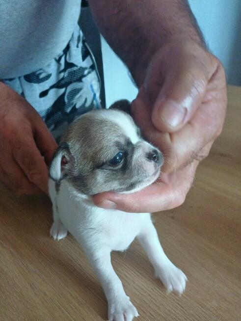 Przepiękna Maleńka Dziewczynka Chihuahua