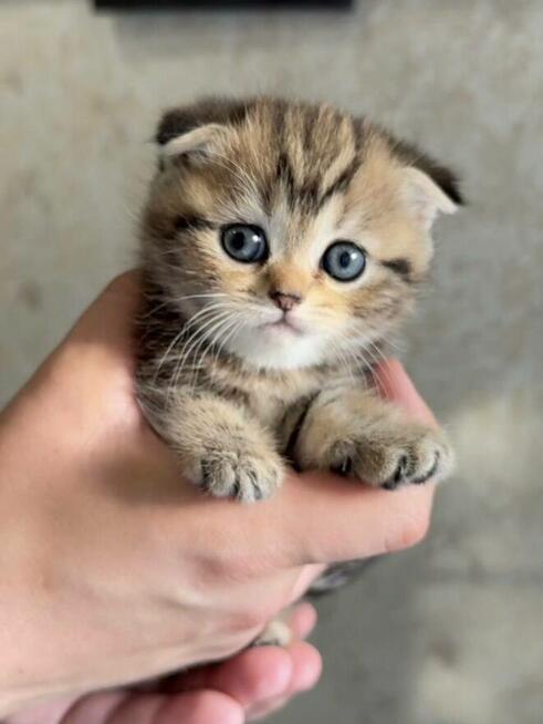 Kocurek rasy Scottish Fold krótkowłosy czeka