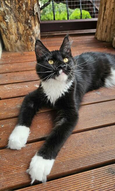 Pieścioch - Czarno biały kocurek Maine Coon - FPL