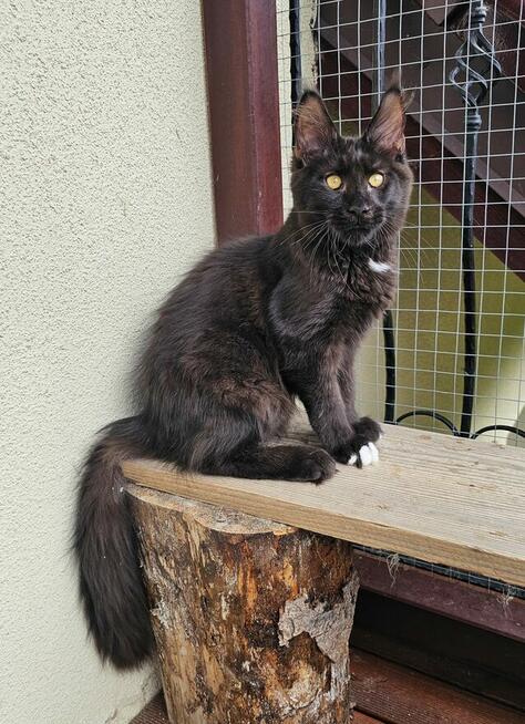 Bardzo przymilny Maine Coon - FPL