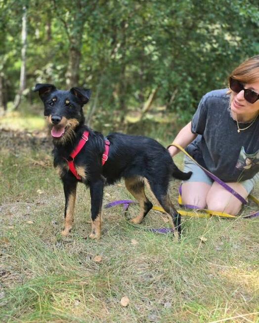 Płotka - młoda terrierka, wesoła, przyjazna sunia!