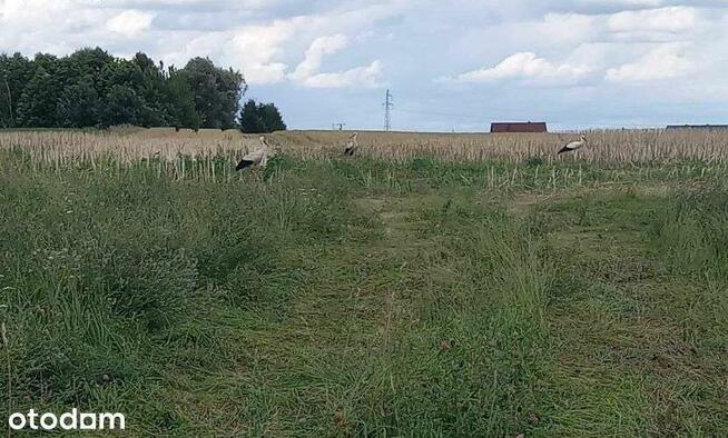 Dębe k. Czarnkowa | 974 m² | WZ na dom i garaż