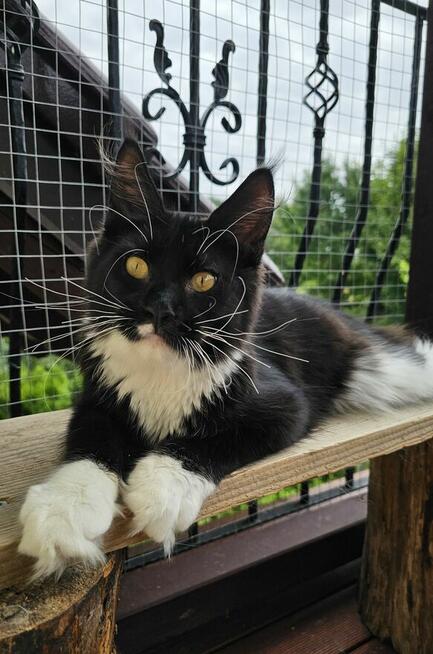 Pieścioch - Czarno biały kocurek Maine Coon - FPL