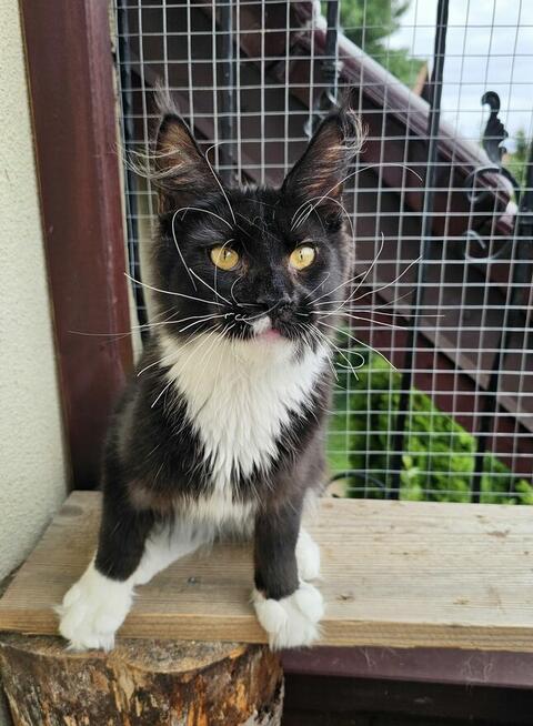 Pieścioch - Czarno biały kocurek Maine Coon - FPL