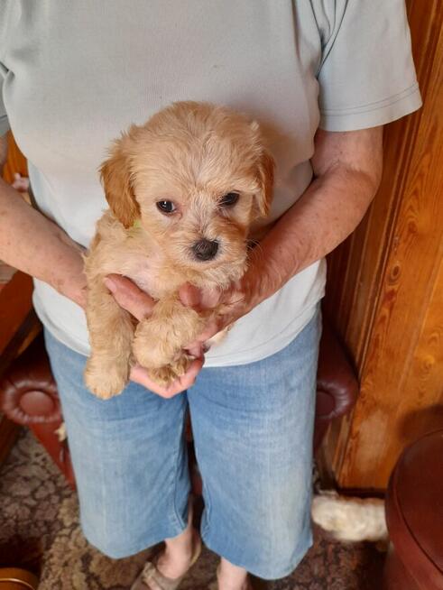 Maltipoo szczeniaki