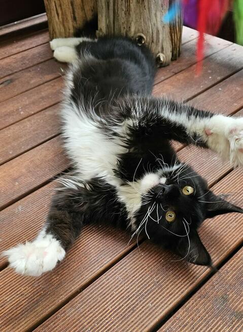Pieścioch - Czarno biały kocurek Maine Coon - FPL