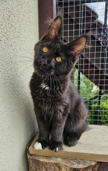 Bardzo przymilny Maine Coon - FPL