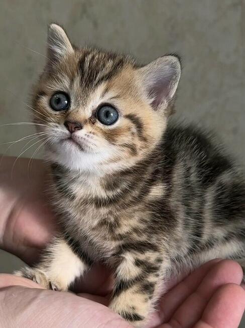 Kocurek rasy Scottish Fold krótkowłosy czeka
