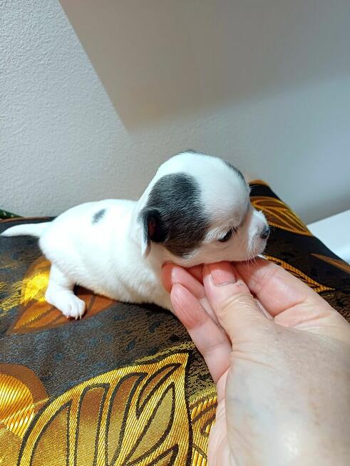 Przepiękna Maleńka Dziewczynka Chihuahua