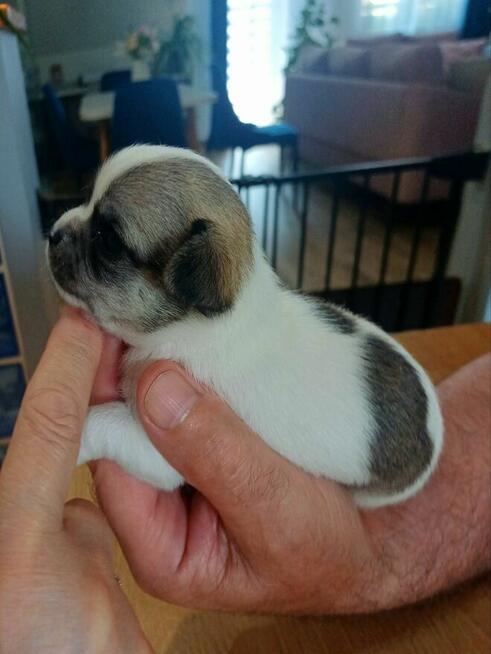 Przepiękna Maleńka Dziewczynka Chihuahua