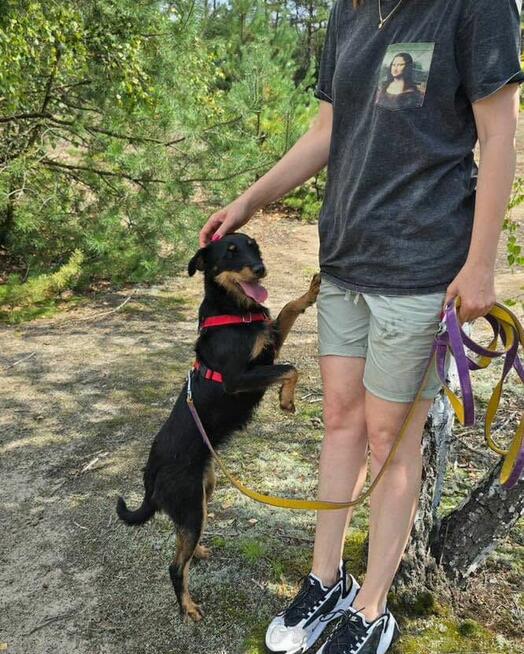 Płotka - młoda terrierka, wesoła, przyjazna sunia!