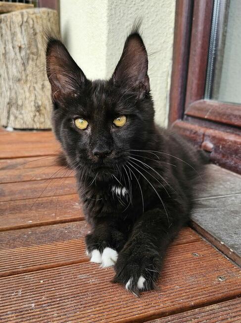 Bardzo przymilny Maine Coon - FPL