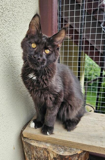 Bardzo przymilny Maine Coon - FPL