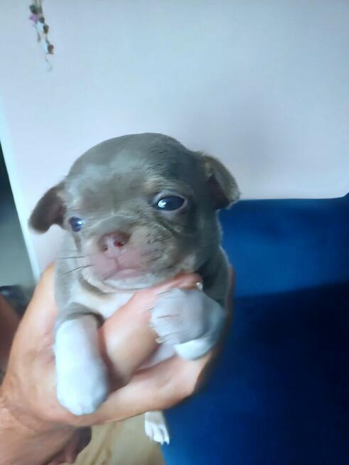 Przepiękna Maleńka Dziewczynka Chihuahua