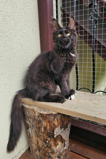 Bardzo przymilny Maine Coon - FPL