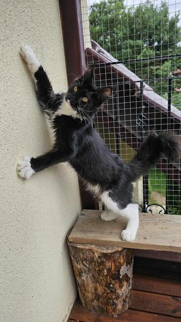 Pieścioch - Czarno biały kocurek Maine Coon - FPL