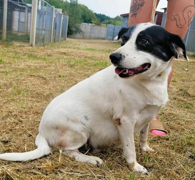 BUBA - cudowna, łagodna sunia szuka domu
